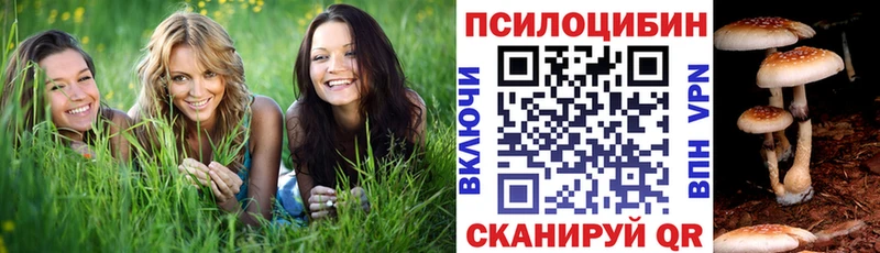 Купить где  Ессентукская  Псилоцибиновые грибы Psilocybe 